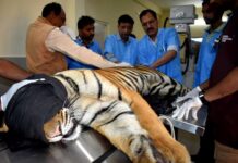 पेंच टाइगर रिजर्व के अस्वस्थ नर बाघ का वन विहार में हुआ उपचार