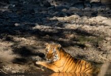 खिवनी अभयारण्य बनेगा वन्यजीव संरक्षण और इको-टूरिज्म का आदर्श मॉडल : मुख्यमंत्री डॉ. यादव